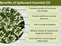 Huile essentielle de Spikenard certifiée ISO en gros, prix de gros, 100% pure, naturelle et biologique, en stock