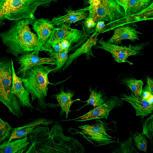 Microscopio Biológico Invertido BestScope BS-2190BF para Cultivo Celular con Contraste de Fases y Fluorescencia - Product Image 3