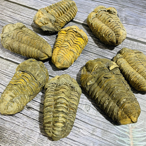 Trilobita <span class=keywords><strong>de</strong></span> Gran Tamaño <span class=keywords><strong>de</strong></span> <span class=keywords><strong>Marruecos</strong></span>, Trilobita Calymenida Enrollada, Fósil <span class=keywords><strong>de</strong></span> Flexicalymene, Espécimen para Colección y Decoración del Hogar - Product Image 3