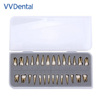 Venta al por mayor de fábrica, modelo de 28 dientes, modelo de diente dental falso práctico para demostración de enseñanza