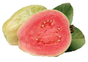 グアバの葉エキスグアバフルーツ粉末グアバ粉末