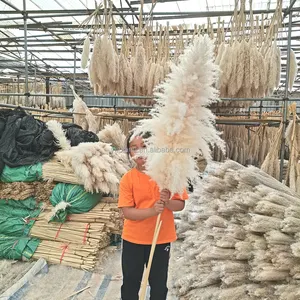 P-02 toptan Boho düğün dekor büyük tüy kuru Pampas çim çiçek dekor doğal gerçek korunmuş kurutulmuş Pampas çim dekor için