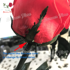 <span class=keywords><strong>Rosas</strong></span> <span class=keywords><strong>estabilizadas</strong></span> reales, flores preservadas al por mayor, hermosas <span class=keywords><strong>rosas</strong></span> preservadas con tallo eterno de <span class=keywords><strong>rosas</strong></span> - Product Image 6
