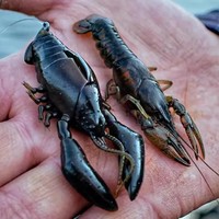 Leurre souple en silicone de 8 cm et 16 g, type larve d'écrevisse, avec odeur de poisson, pour la pêche au bar et à la carpe