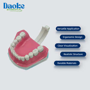 Modello Anatomico Professionale di Denti per Formazione Ortodontica, Typodont per Scienze Mediche CN GUA - Product Image 3