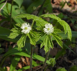 Saf doğal yüksek kalite altın mühür kök ekstresi tozu Hydrastis Canadensis yaprak ekstresi altın mühür özü - Product Image 4