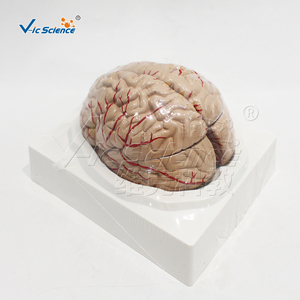 Modèle d'anatomie cérébrale à double hémisphère en PVC avec marquage des vaisseaux, kit pédagogique pour cours de <span class=keywords><strong>neurosciences</strong></span> en faculté de médecine, ressources pédagogiques CE/ISO/ROHS - Product Image 5