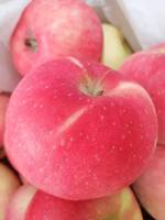 Vente en gros à bas prix de la nouvelle saison des pommes Red Delicious Pommes fraîches chinoises de Fuji Apple Gardens pour l'exportation