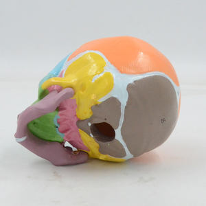 Leermiddelen Kleurrijk Baby Schedelmodel Met Nummermarkering Pasgeboren Frontale Bot Medisch Wetenschappelijk Product Anatomie - Product Image 4