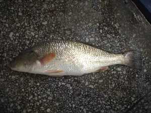 <span class=keywords><strong>ปลา</strong></span>ดรัม<span class=keywords><strong>แดง</strong></span>แช่แข็งคุณภาพดีที่สุดจากฟาร์มจีน สำหรับตลาดสหรัฐอเมริกา <span class=keywords><strong>ปลา</strong></span>บาร์รามันดี <span class=keywords><strong>ปลา</strong></span>กะพง - Product Image 3