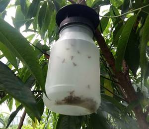 <strong>Fruit</strong> <strong>fly</strong> <strong>trap</strong> smaller plastic disposable eco-friendly stocked lure cn;bei - Product Image 3