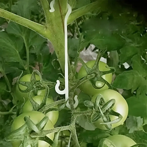 Clips <span class=keywords><strong>de</strong></span> fixation en forme <span class=keywords><strong>de</strong></span> J durables <span class=keywords><strong>de</strong></span> 13/16 cm pour tomates, pour le soutien des plantes grimpantes <span class=keywords><strong>de</strong></span> légumes <span class=keywords><strong>de</strong></span> jardin et <span class=keywords><strong>de</strong></span> raisin, en plastique - Product Image 2