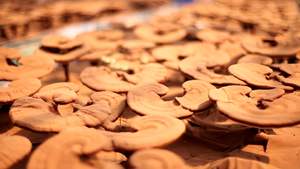 מזון כיתה Ganoderma מחזירת אור Spore שמן סין ריישי פטריות חיוני שמן לחיזוק חסינות - Product Image 5