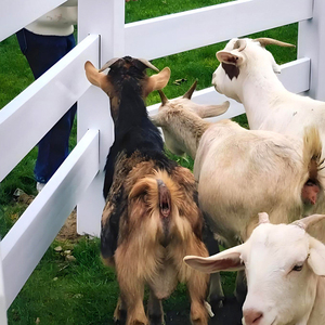 Tùy Chỉnh Phong Cách Trắng PVC Sao Ổn Định <span class=keywords><strong>3</strong></span> Đường Sắt Trang Trại Đường Paddock Hàng Rào Hot Bán Trang Trại Chăn Chiên Thiết Bị Cho Ngựa Corral - Product Image 2