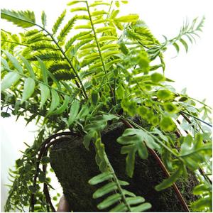 Piante Artificiali Finte 2026: Piante Decorative per la Casa dall'Aspetto Realistico, Etichetta Personalizzabile, Fontane d'Acqua con Felci Artificiali - Product Image 5