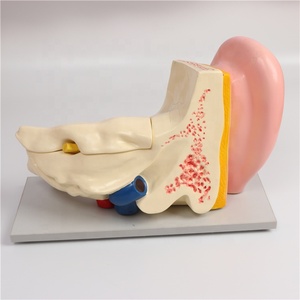 Modelo de Oído Humano Gigante Desmontable, Maniquí para Entrenamiento en Ciencias Médicas, Herramienta Educativa, Material de PVC de Alta Calidad, Verde Médico - Product Image 2