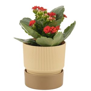 Ixora 9ถาดกระถางดอกไม้พลาสติกรีไซเคิลที่ทันสมัยสำหรับตกแต่งในร่มและกลางแจ้งสวนระเบียงลานบ้าน - Product Image 3