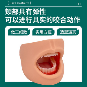 Modelo avanzado de higiene bucal (con mejillas) Modelo de higiene bucal, modelo de cuidado dental - Product Image 5
