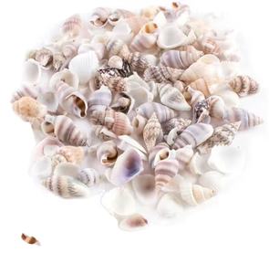 Miniaturas de Conchas Marinas para Jardín de Hadas, Colección de Vida Marina para Proyectos de Arte y Manualidades, Decoraciones y Recuerdos de Fiesta - Product Image 1