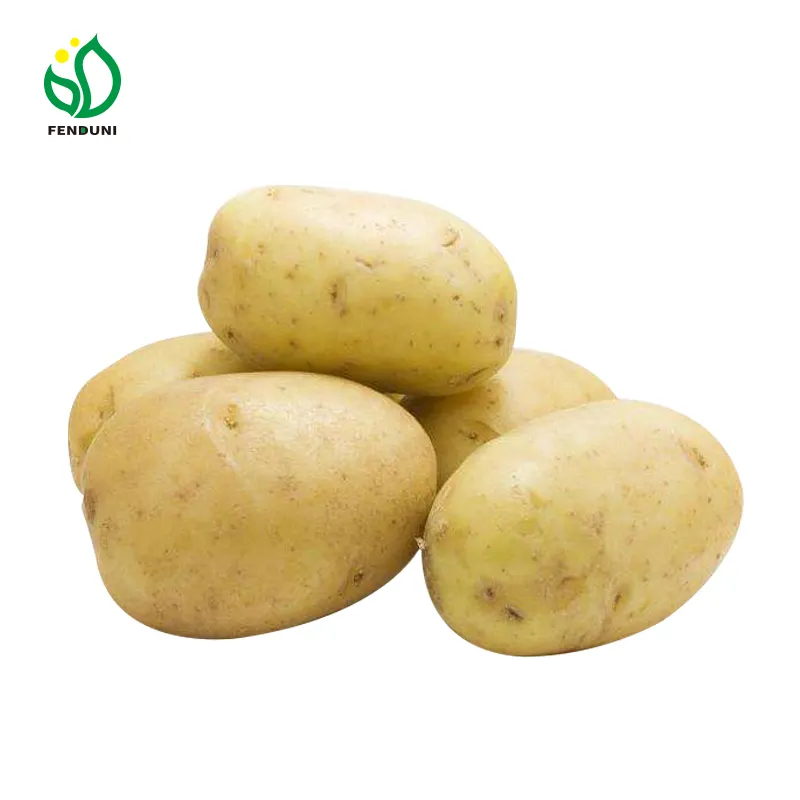 Nova china cropped batata amarela fresca para a exportação com toda a certificação