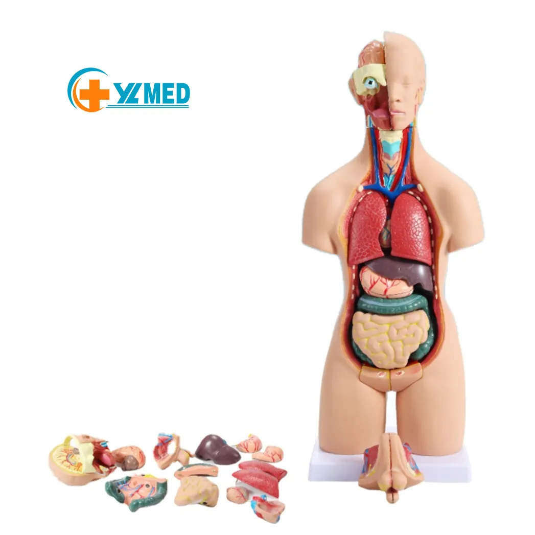 Modelo anatómico médico, gran oferta, 55cm, músculos del cuerpo humano con órgano interno, modelo de anatomía muscular
