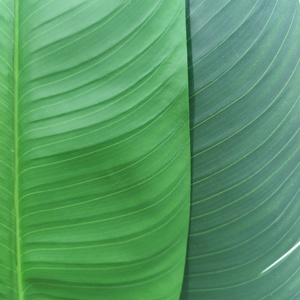 CHUANGFA 1,6 M Bonsai artificial Palma <span class=keywords><strong>del</strong></span> <span class=keywords><strong>viajero</strong></span> en forma de abanico en plástico para decoración de oficina o paisaje para cumpleaños Pascua - Product Image 4