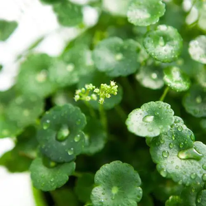 Sıcak satış doğal yüksek kalite Centella Extract ca özü 10% Asiaticoside Gotu Kola ekstresi toz - Product Image 5