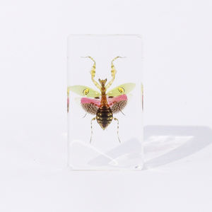 Pisapapeles de insectos reales, <span class=keywords><strong>flor</strong></span> enjoyada, espécimen de resina <span class=keywords><strong>Mantis</strong></span>, herramientas educativas para la enseñanza de Biología - Product Image 5
