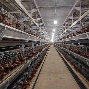 Nouveau système automatisé <span class=keywords><strong>de</strong></span> cages à batterie pour l'élevage avicole, cage à poules pondeuses <span class=keywords><strong>de</strong></span> type A en fil d'acier à faible teneur en carbone - Product Image 2