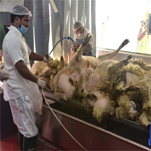 Chaîne Automatique d'Abattage et de Transformation pour Agneaux, Moutons et Chèvres - Product Image 4