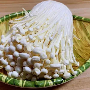 Enoki de champignons frais de haute qualité à vendre - Product Image 4