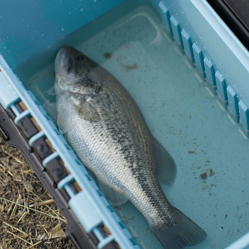 +fish +reels The 6 Types of Fishing Reels
