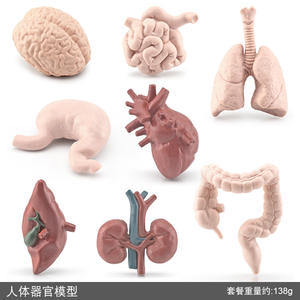 Enfants éducatif simulé modèle d'organe humain cerveau coeur estomac poumon foie rein aide à l'enseignement cognitif jouet d'apprentissage - Product Image 6