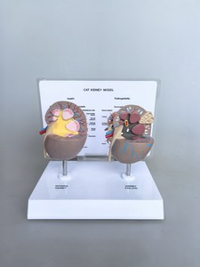 Modèle d'anatomie rénale féline - Rein normal et pathologique avec calculs et lésions pour l'enseignement vétérinaire - Product Image 5