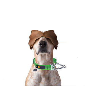 Collier en cuir personnalisé avec nom, étiquette personnalisée, rembourré, confortable, suivi des animaux de compagnie, pour chien et adulte - Product Image 5