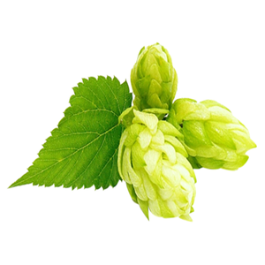 GMPKosher天然フロスフムリルプリエキスホップエキスフムルスルプルスエキス - Product Image 5