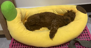 新设计半开超柔保暖可爱仿真香蕉宠物猫狗室内睡眠沙发房床 - Product Image 5