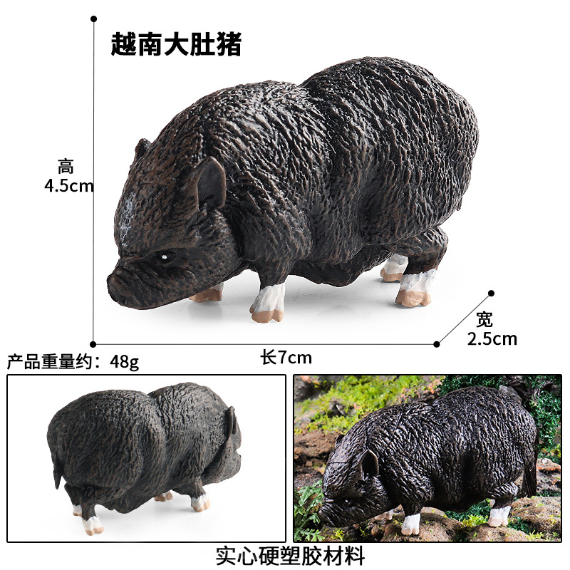 Cochon à ventre M-3074 vietnamien