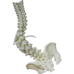 Columna vertebral humana modelo médico maqueta muestra prototipo biológico SLA servicio de impresión 3D para enseñanza educativa