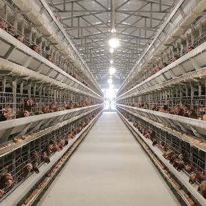 Sistema Automatizado <span class=keywords><strong>de</strong></span> Alimentación <span class=keywords><strong>de</strong></span> Múltiples Niveles para <span class=keywords><strong>Gallinas</strong></span> Ponedoras, <span class=keywords><strong>Gallinas</strong></span> <span class=keywords><strong>de</strong></span> Engorde, <span class=keywords><strong>Gallos</strong></span>, Pollitos Grandes, Aves Reproductoras, Jaula para Pollos - Product Image 3