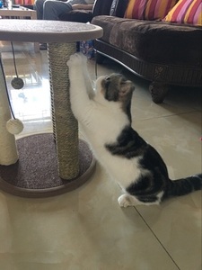 OEM &amp; ODM <strong>Custom</strong> <strong>Cat</strong> <strong>Tree</strong> Modern Luxury <strong>Pet</strong> Supplies Scratch Resistant <strong>Pet</strong> <strong>Cat</strong> <strong>Tree</strong> Multifunctional Wood <strong>Cat</strong> <strong>Tree</strong> House - Product Image 4