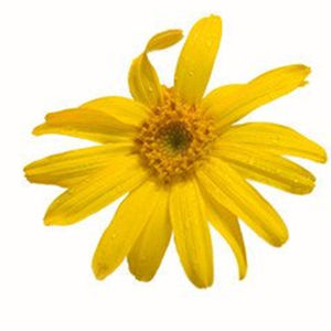 Высококачественный чистый натуральный пищевой порошок арники, экстракт арники, полностью водорастворимый - Product Image 2