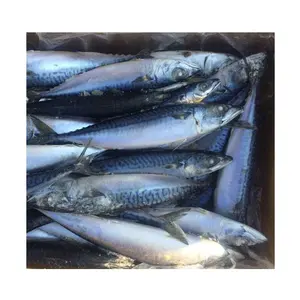 Frozen Atlantic Mackerel