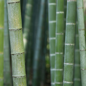 Organic bamboo <b>seeds</b> Bamboo <b>Seeds</b> High Germination Organic Edible Healthy Raw 2 Year Shelf Life Export Quality for Bulk Supply - Product Image 1