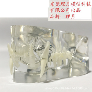 Modèle d'anatomie dentaire féline Ritsuki en résine transparente, mâchoire supérieure et inférieure de chat, spécimen pédagogique vétérinaire taille réelle - Product Image 2