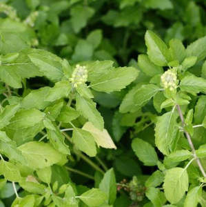 Polvo de Tulsi Natural, Polvo Herbal Finamente Molido para el Cuidado de la Piel, el Cuidado del Cabello y Uso Multipropósito, Ingrediente Procesado Limpio - Product Image 3