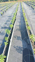 Légumes de qualité alimentaire Nft systèmes de culture hydroponique gouttière bac de plantation pour fraises et tomates