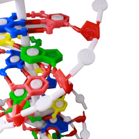 Modèle de double hélice d'ADN, modèle scientifique médical coloré pour l'éducation et l'exposition