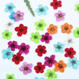 Fleurs séchées naturelles de Mignonnette, fleurs pressées véritables pour bijoux, bougies, cartes, bricolage et résine - Product Image 2