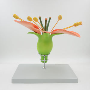 Modèle anatomique de plante dicotérophe hermafroïde, modèle détachable, ressources pédagogiques biologiques, matériel éducatif, sciences - Product Image 4